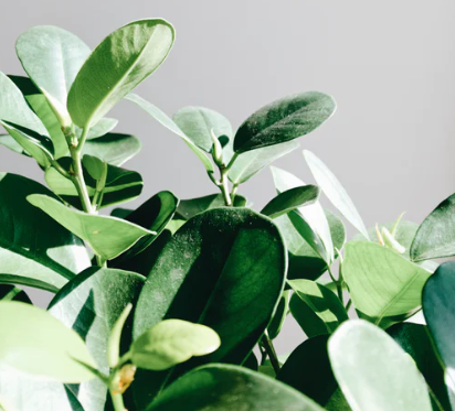 Interflora i Miskolc